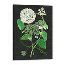 Estudio De Hortensia Blanca I - Melissa Wang | Cuadro decorativo de Canvas Lab