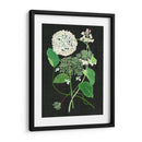 Estudio De Hortensia Blanca I - Melissa Wang | Cuadro decorativo de Canvas Lab