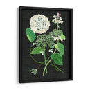 Estudio De Hortensia Blanca I - Melissa Wang | Cuadro decorativo de Canvas Lab