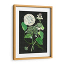 Estudio De Hortensia Blanca I - Melissa Wang | Cuadro decorativo de Canvas Lab