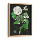 Estudio De Hortensia Blanca I - Melissa Wang | Cuadro decorativo de Canvas Lab