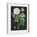 Estudio De Hortensia Blanca I - Melissa Wang | Cuadro decorativo de Canvas Lab