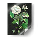 Estudio De Hortensia Blanca I - Melissa Wang | Cuadro decorativo de Canvas Lab