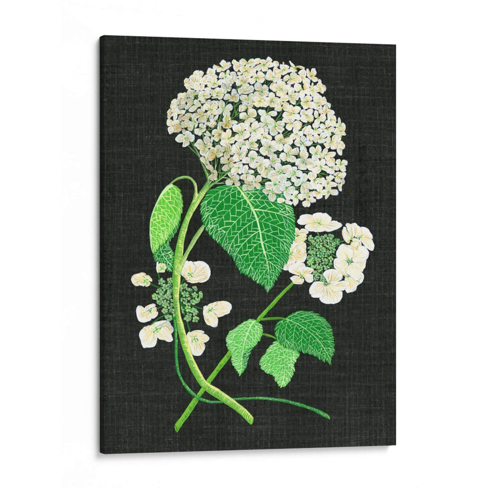Estudio De Hydrangea Blanco Ii - Melissa Wang | Cuadro decorativo de Canvas Lab
