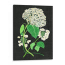 Estudio De Hydrangea Blanco Ii - Melissa Wang | Cuadro decorativo de Canvas Lab