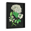 Estudio De Hydrangea Blanco Ii - Melissa Wang | Cuadro decorativo de Canvas Lab