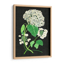 Estudio De Hydrangea Blanco Ii - Melissa Wang | Cuadro decorativo de Canvas Lab