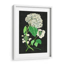 Estudio De Hydrangea Blanco Ii - Melissa Wang | Cuadro decorativo de Canvas Lab