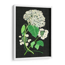 Estudio De Hydrangea Blanco Ii - Melissa Wang | Cuadro decorativo de Canvas Lab