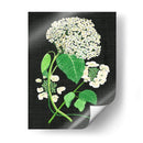Estudio De Hydrangea Blanco Ii - Melissa Wang | Cuadro decorativo de Canvas Lab