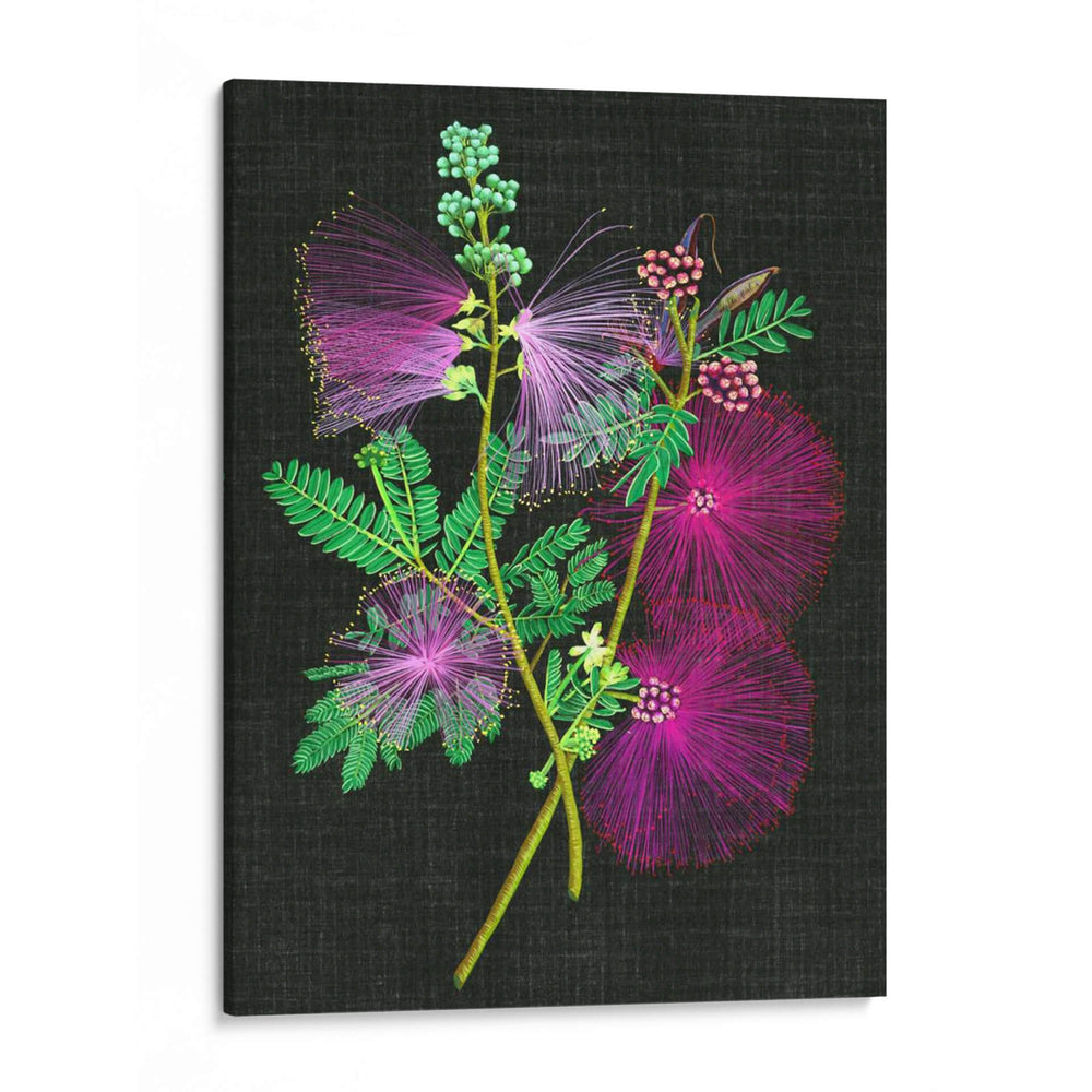 Callianducra Surinamensis I - Melissa Wang | Cuadro decorativo de Canvas Lab