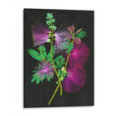 Callianducra Surinamensis I - Melissa Wang | Cuadro decorativo de Canvas Lab