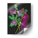 Callianducra Surinamensis I - Melissa Wang | Cuadro decorativo de Canvas Lab