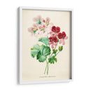 Geranios vintage | Cuadro decorativo de Canvas Lab