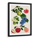Colección De Frutas I - Naomi McCavitt | Cuadro decorativo de Canvas Lab