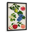 Colección De Frutas I - Naomi McCavitt | Cuadro decorativo de Canvas Lab