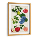 Colección De Frutas I - Naomi McCavitt | Cuadro decorativo de Canvas Lab