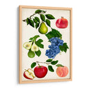Colección De Frutas I - Naomi McCavitt | Cuadro decorativo de Canvas Lab