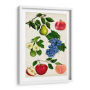 Colección De Frutas I - Naomi McCavitt | Cuadro decorativo de Canvas Lab