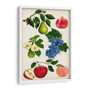 Colección De Frutas I - Naomi McCavitt | Cuadro decorativo de Canvas Lab