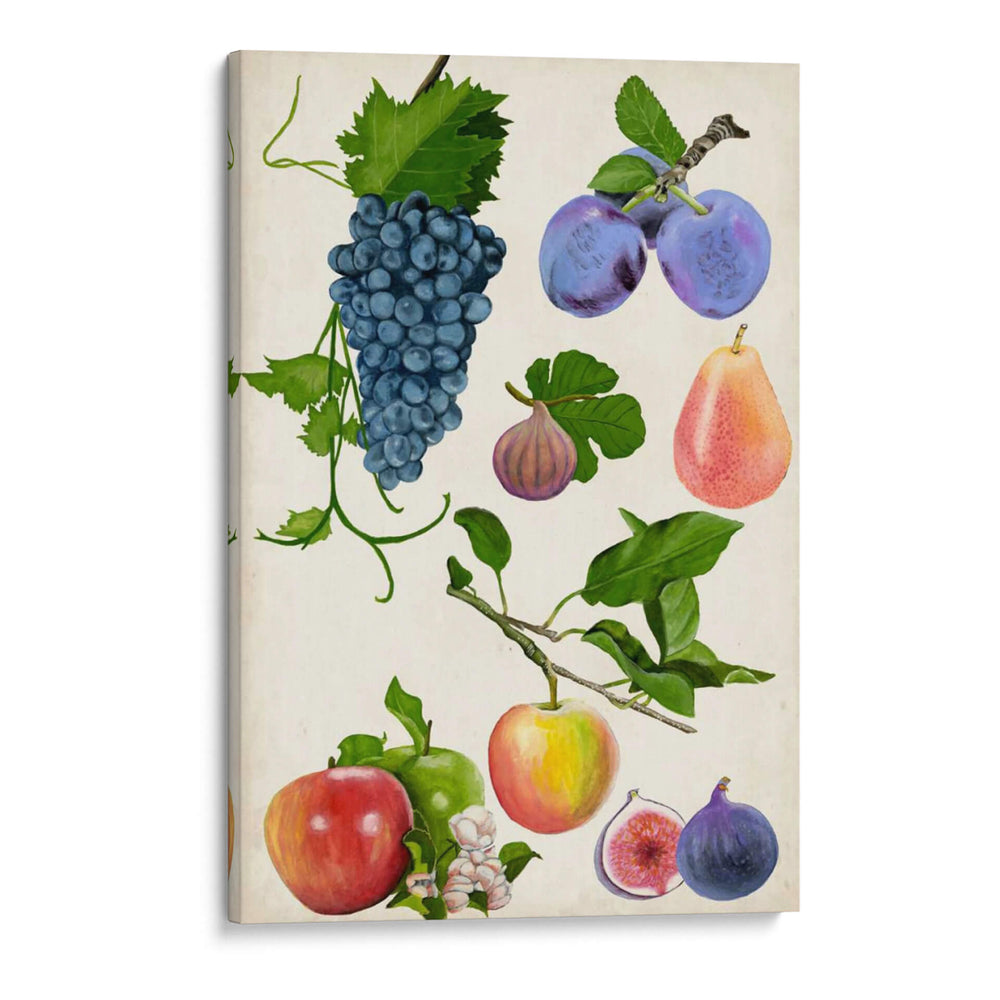 Colección De Frutas Ii - Naomi McCavitt | Cuadro decorativo de Canvas Lab