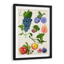 Colección De Frutas Ii - Naomi McCavitt | Cuadro decorativo de Canvas Lab