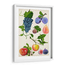Colección De Frutas Ii - Naomi McCavitt | Cuadro decorativo de Canvas Lab
