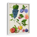 Colección De Frutas Ii - Naomi McCavitt | Cuadro decorativo de Canvas Lab