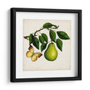 Fruta Con Mariposas I - Naomi McCavitt | Cuadro decorativo de Canvas Lab