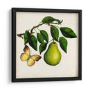 Fruta Con Mariposas I - Naomi McCavitt | Cuadro decorativo de Canvas Lab