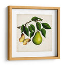 Fruta Con Mariposas I - Naomi McCavitt | Cuadro decorativo de Canvas Lab
