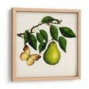 Fruta Con Mariposas I - Naomi McCavitt | Cuadro decorativo de Canvas Lab