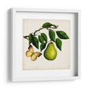 Fruta Con Mariposas I - Naomi McCavitt | Cuadro decorativo de Canvas Lab