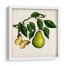 Fruta Con Mariposas I - Naomi McCavitt | Cuadro decorativo de Canvas Lab