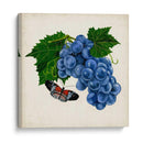 Fruta Con Mariposas Ii - Naomi McCavitt | Cuadro decorativo de Canvas Lab