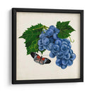 Fruta Con Mariposas Ii - Naomi McCavitt | Cuadro decorativo de Canvas Lab