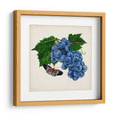 Fruta Con Mariposas Ii - Naomi McCavitt | Cuadro decorativo de Canvas Lab