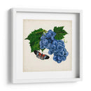 Fruta Con Mariposas Ii - Naomi McCavitt | Cuadro decorativo de Canvas Lab