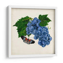 Fruta Con Mariposas Ii - Naomi McCavitt | Cuadro decorativo de Canvas Lab