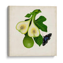 Fruta Con Mariposas Iii - Naomi McCavitt | Cuadro decorativo de Canvas Lab