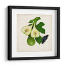 Fruta Con Mariposas Iii - Naomi McCavitt | Cuadro decorativo de Canvas Lab