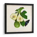 Fruta Con Mariposas Iii - Naomi McCavitt | Cuadro decorativo de Canvas Lab