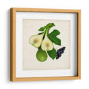 Fruta Con Mariposas Iii - Naomi McCavitt | Cuadro decorativo de Canvas Lab