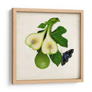 Fruta Con Mariposas Iii - Naomi McCavitt | Cuadro decorativo de Canvas Lab