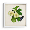Fruta Con Mariposas Iii - Naomi McCavitt | Cuadro decorativo de Canvas Lab
