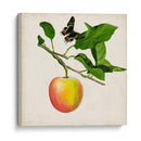 Fruta Con Mariposas Iv - Naomi McCavitt | Cuadro decorativo de Canvas Lab
