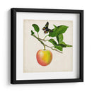 Fruta Con Mariposas Iv - Naomi McCavitt | Cuadro decorativo de Canvas Lab