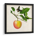 Fruta Con Mariposas Iv - Naomi McCavitt | Cuadro decorativo de Canvas Lab