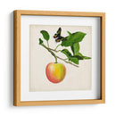 Fruta Con Mariposas Iv - Naomi McCavitt | Cuadro decorativo de Canvas Lab