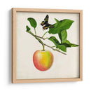 Fruta Con Mariposas Iv - Naomi McCavitt | Cuadro decorativo de Canvas Lab